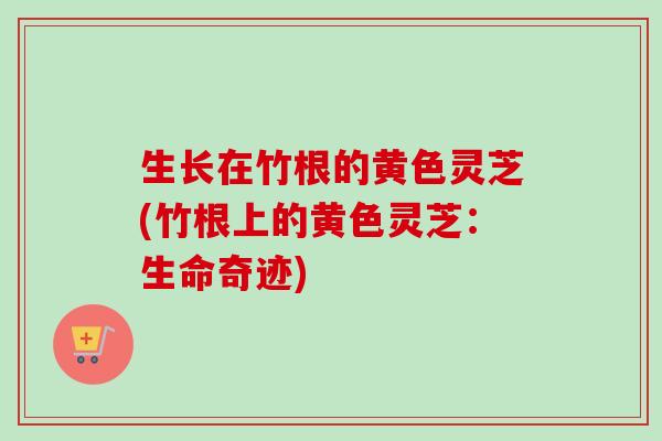 生长在竹根的黄色灵芝(竹根上的黄色灵芝:生命奇迹) 生长在竹根的黄色灵芝(竹根上的黄色灵芝:生命奇迹)