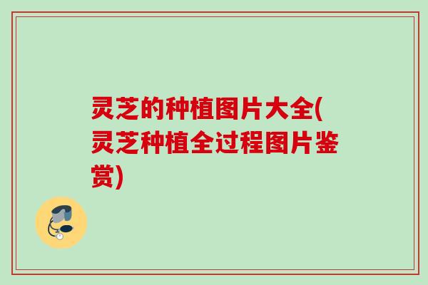 灵芝的种植图片大全(灵芝种植全过程图片鉴赏) 灵芝的种植图片大全(灵芝种植全过程图片鉴赏)