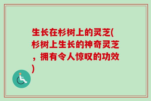 生长在杉树上的灵芝(杉树上生长的神奇灵芝,拥有令人惊叹的功效) 生长在杉树上的灵芝(杉树上生长的神奇灵芝,拥有令人惊叹的功效)