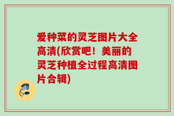 爱种菜的灵芝图片大全高清(欣赏吧!美丽的灵芝种植全过程高清图片合辑) 爱种菜的灵芝图片大全高清(欣赏吧!美丽的灵芝种植全过程高清图片合辑)