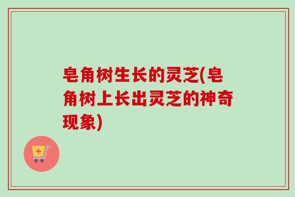 皂角树生长的灵芝(皂角树上长出灵芝的神奇现象)