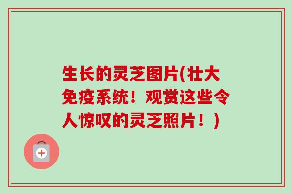 生长的灵芝图片(壮大免疫系统！观赏这些令人惊叹的灵芝照片！)
