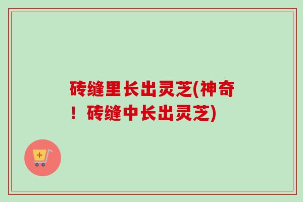 砖缝里长出灵芝(神奇!砖缝中长出灵芝) 砖缝里长出灵芝(神奇!砖缝中长出灵芝)
