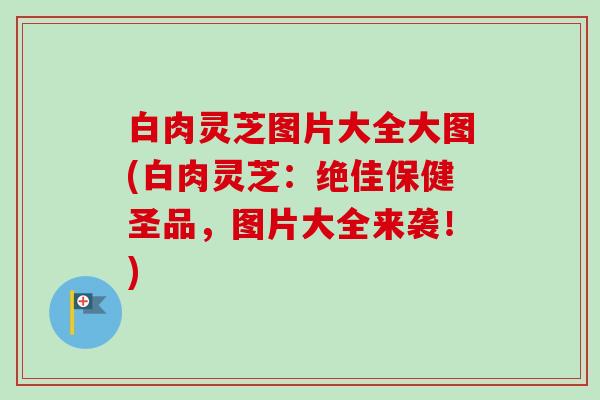 白肉灵芝图片大全大图(白肉灵芝:绝佳保健圣品,图片大全来袭!) 白肉灵芝图片大全大图(白肉灵芝:绝佳保健圣品,图片大全来袭!)