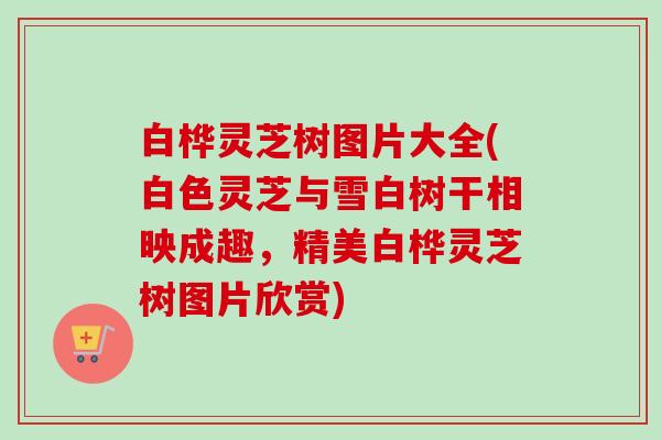 白桦灵芝树图片大全(白色灵芝与雪白树干相映成趣,精美白桦灵芝树图片欣赏) 白桦灵芝树图片大全(白色灵芝与雪白树干相映成趣,精美白桦灵芝树图片欣赏)