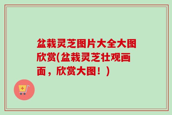 盆栽灵芝图片大全大图欣赏(盆栽灵芝壮观画面,欣赏大图!) 盆栽灵芝图片大全大图欣赏(盆栽灵芝壮观画面,欣赏大图!)