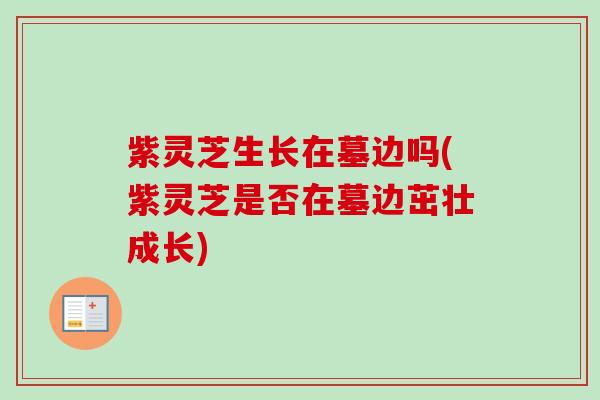 紫灵芝生长在墓边吗(紫灵芝是否在墓边茁壮成长) 紫灵芝生长在墓边吗(紫灵芝是否在墓边茁壮成长)