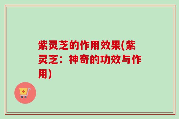 紫灵芝的作用效果(紫灵芝:神奇的功效与作用) 紫灵芝的作用效果(紫灵芝:神奇的功效与作用)