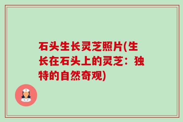 石头生长灵芝照片(生长在石头上的灵芝:独特的自然奇观) 石头生长灵芝照片(生长在石头上的灵芝:独特的自然奇观)