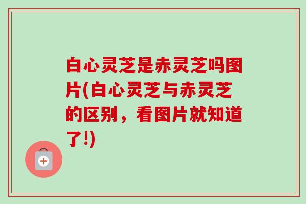 白心灵芝是赤灵芝吗图片(白心灵芝与赤灵芝的区别，看图片就知道了!)