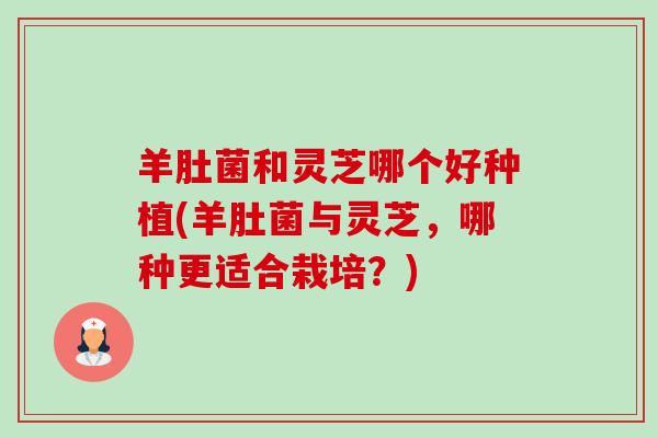 羊肚菌和灵芝哪个好种植(羊肚菌与灵芝,哪种更适合栽培?) 羊肚菌和灵芝哪个好种植(羊肚菌与灵芝,哪种更适合栽培?)