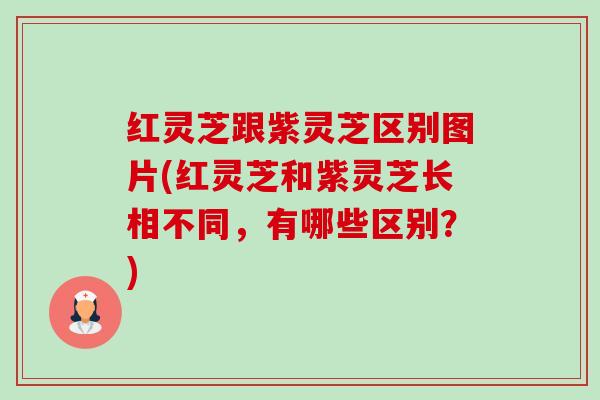红灵芝跟紫灵芝区别图片(红灵芝和紫灵芝长相不同,有哪些区别?) 红灵芝跟紫灵芝区别图片(红灵芝和紫灵芝长相不同,有哪些区别?)