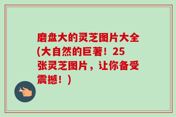 磨盘大的灵芝图片大全(大自然的巨著!25张灵芝图片,让你备受震撼!) 磨盘大的灵芝图片大全(大自然的巨著!25张灵芝图片,让你备受震撼!)