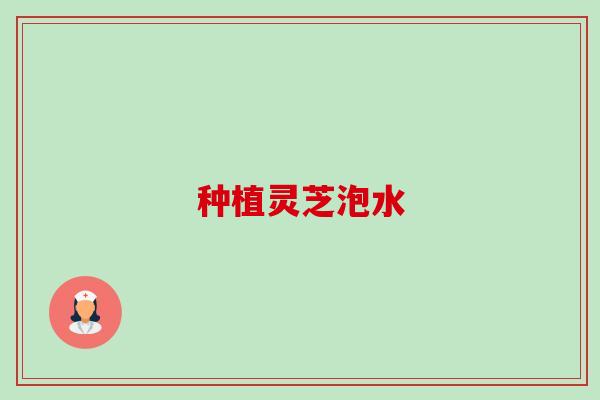 种植灵芝泡水 种植灵芝泡水