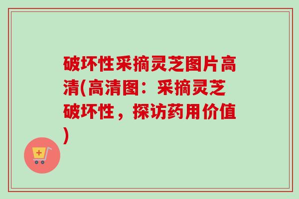 破坏性采摘灵芝图片高清(高清图:采摘灵芝破坏性,探访药用价值) 破坏性采摘灵芝图片高清(高清图:采摘灵芝破坏性,探访药用价值)