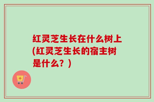 红灵芝生长在什么树上(红灵芝生长的宿主树是什么?) 红灵芝生长在什么树上(红灵芝生长的宿主树是什么?)