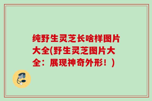 纯野生灵芝长啥样图片大全(野生灵芝图片大全:展现神奇外形!) 纯野生灵芝长啥样图片大全(野生灵芝图片大全:展现神奇外形!)