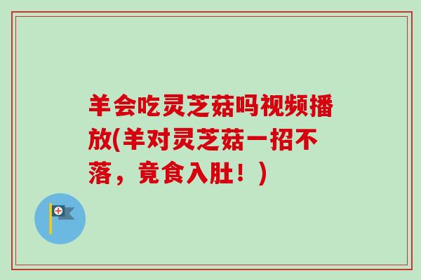 羊会吃灵芝菇吗视频播放(羊对灵芝菇一招不落，竟食入肚！)