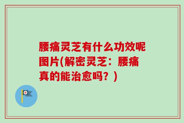 腰痛灵芝有什么功效呢图片(解密灵芝:腰痛真的能愈吗?) 腰痛灵芝有什么功效呢图片(解密灵芝:腰痛真的能愈吗?)