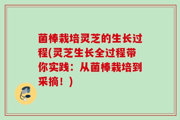 菌棒栽培灵芝的生长过程(灵芝生长全过程带你实践：从菌棒栽培到采摘！)
