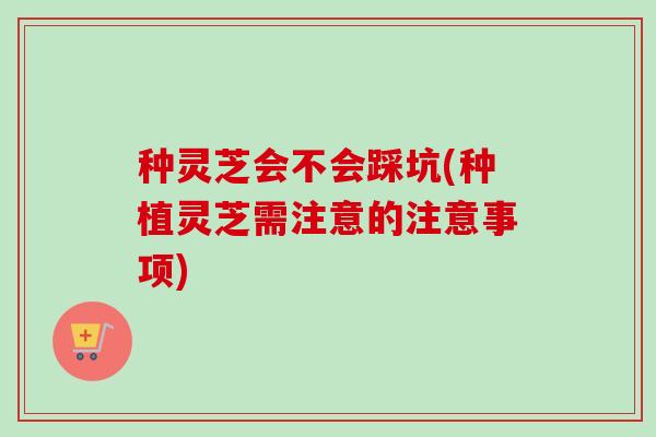 种灵芝会不会踩坑(种植灵芝需注意的注意事项) 种灵芝会不会踩坑(种植灵芝需注意的注意事项)