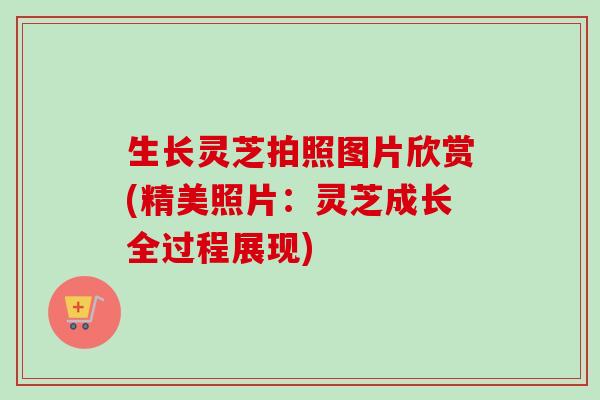 生长灵芝拍照图片欣赏(精美照片:灵芝成长全过程展现) 生长灵芝拍照图片欣赏(精美照片:灵芝成长全过程展现)