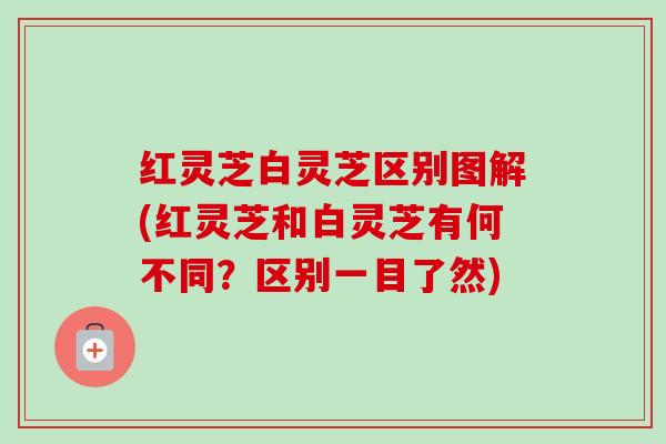 红灵芝白灵芝区别图解(红灵芝和白灵芝有何不同?区别一目了然) 红灵芝白灵芝区别图解(红灵芝和白灵芝有何不同?区别一目了然)