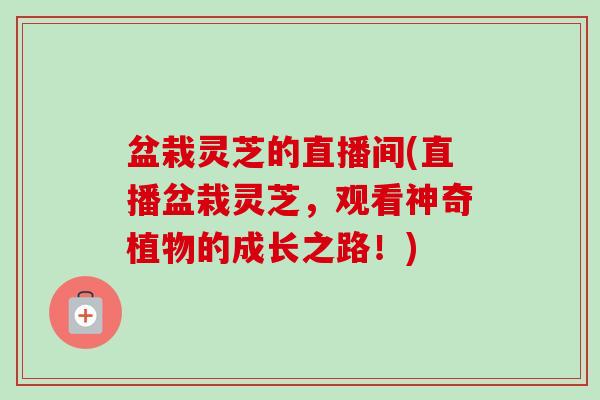 盆栽灵芝的直播间(直播盆栽灵芝，观看神奇植物的成长之路！)