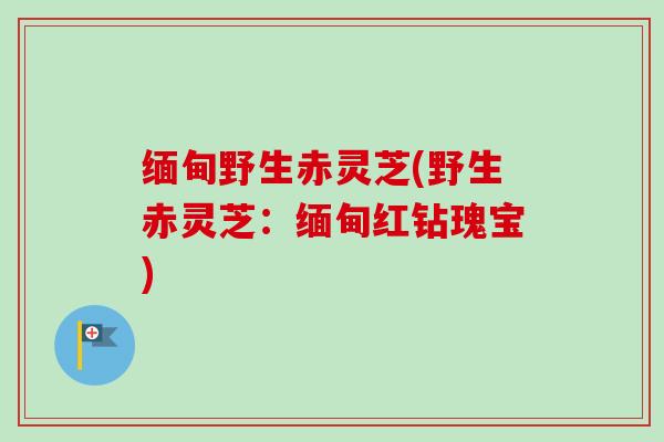 缅甸野生赤灵芝(野生赤灵芝:缅甸红钻瑰宝) 缅甸野生赤灵芝(野生赤灵芝:缅甸红钻瑰宝)