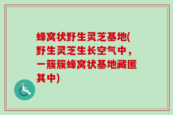 蜂窝状野生灵芝基地(野生灵芝生长空气中，一簇簇蜂窝状基地藏匿其中)