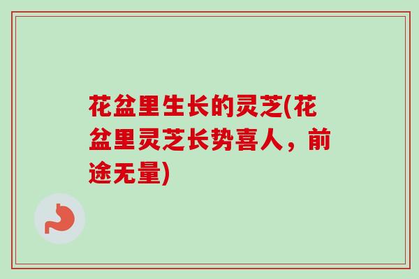 花盆里生长的灵芝(花盆里灵芝长势喜人,前途无量) 花盆里生长的灵芝(花盆里灵芝长势喜人,前途无量)