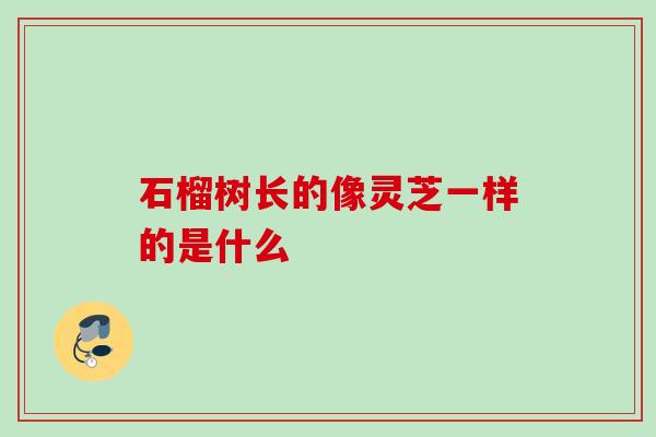石榴树长的像灵芝一样的是什么