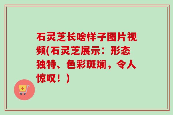 石灵芝长啥样子图片视频(石灵芝展示:形态独特、色彩斑斓,令人惊叹!) 石灵芝长啥样子图片视频(石灵芝展示:形态独特、色彩斑斓,令人惊叹!)