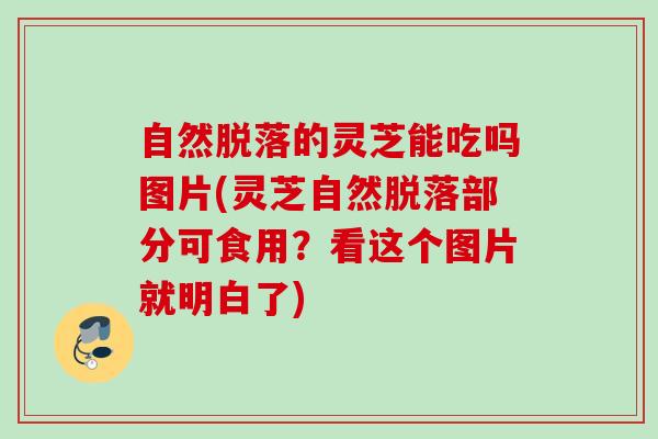 自然脱落的灵芝能吃吗图片(灵芝自然脱落部分可食用?看这个图片就明白了) 自然脱落的灵芝能吃吗图片(灵芝自然脱落部分可食用?看这个图片就明白了)