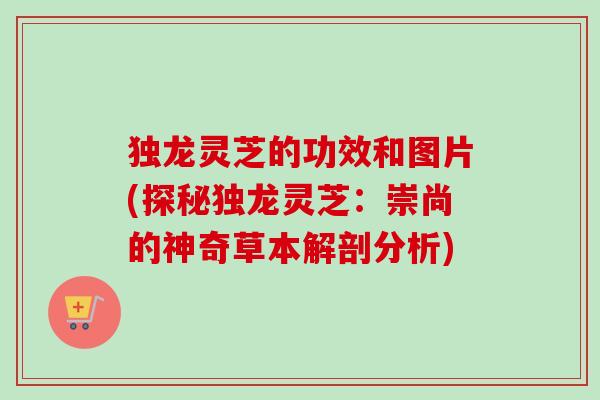 独龙灵芝的功效和图片(探秘独龙灵芝:崇尚的神奇草本解剖分析) 独龙灵芝的功效和图片(探秘独龙灵芝:崇尚的神奇草本解剖分析)