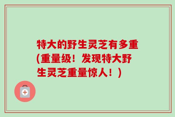 特大的野生灵芝有多重(重量级!发现特大野生灵芝重量惊人!) 特大的野生灵芝有多重(重量级!发现特大野生灵芝重量惊人!)