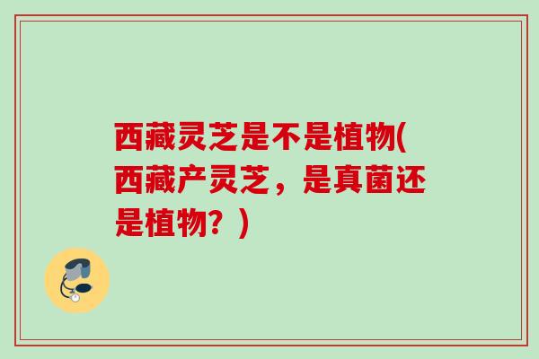 西藏灵芝是不是植物(西藏产灵芝,是真菌还是植物?) 西藏灵芝是不是植物(西藏产灵芝,是真菌还是植物?)