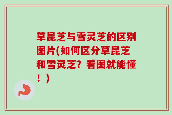 草昆芝与雪灵芝的区别图片(如何区分草昆芝和雪灵芝？看图就能懂！)