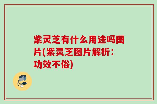 紫灵芝有什么用途吗图片(紫灵芝图片解析：功效不俗)