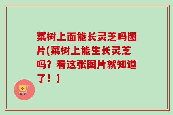 菜树上面能长灵芝吗图片(菜树上能生长灵芝吗?看这张图片就知道了!) 菜树上面能长灵芝吗图片(菜树上能生长灵芝吗?看这张图片就知道了!)