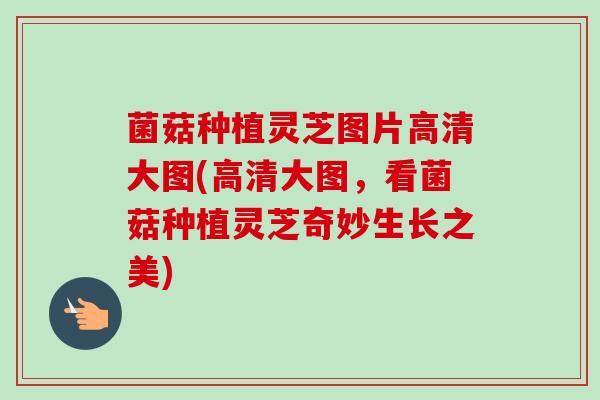 菌菇种植灵芝图片高清大图(高清大图,看菌菇种植灵芝奇妙生长之美) 菌菇种植灵芝图片高清大图(高清大图,看菌菇种植灵芝奇妙生长之美)