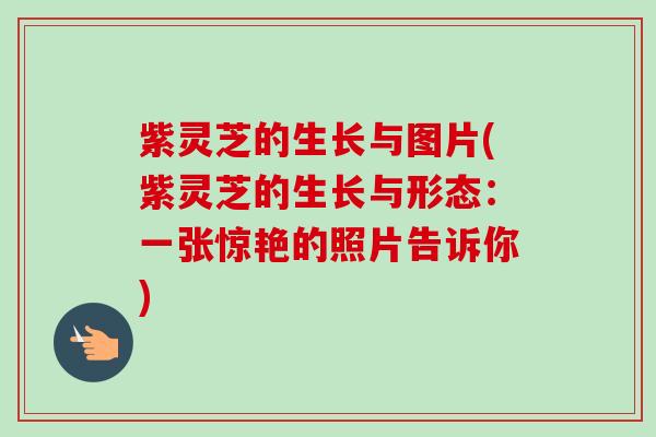紫灵芝的生长与图片(紫灵芝的生长与形态：一张惊艳的照片告诉你)