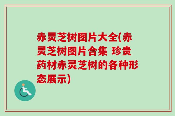赤灵芝树图片大全(赤灵芝树图片合集 珍贵药材赤灵芝树的各种形态展示) 赤灵芝树图片大全(赤灵芝树图片合集 珍贵药材赤灵芝树的各种形态展示)