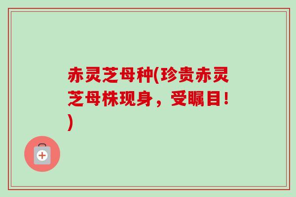 赤灵芝母种(珍贵赤灵芝母株现身,受瞩目!) 赤灵芝母种(珍贵赤灵芝母株现身,受瞩目!)