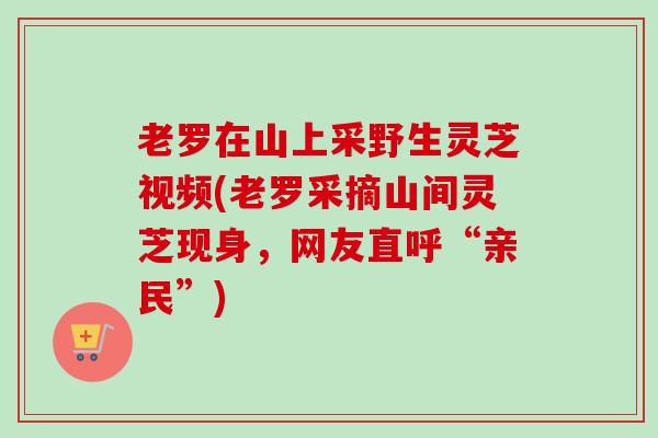 老罗在山上采野生灵芝视频(老罗采摘山间灵芝现身,网友直呼“亲民”) 老罗在山上采野生灵芝视频(老罗采摘山间灵芝现身,网友直呼“亲民”)