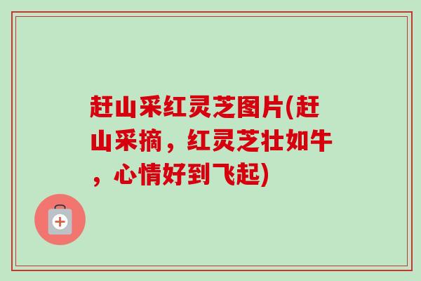 赶山采红灵芝图片(赶山采摘,红灵芝壮如牛,心情好到飞起) 赶山采红灵芝图片(赶山采摘,红灵芝壮如牛,心情好到飞起)