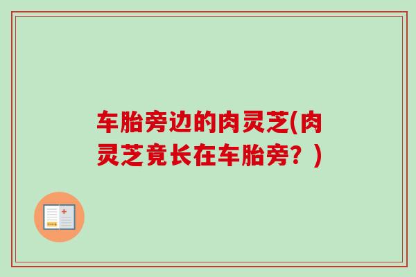车胎旁边的肉灵芝(肉灵芝竟长在车胎旁?) 车胎旁边的肉灵芝(肉灵芝竟长在车胎旁?)