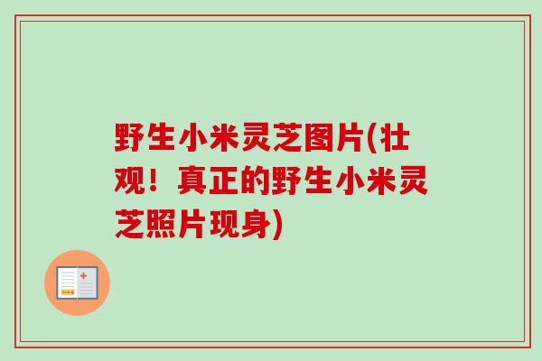 野生小米灵芝图片(壮观!真正的野生小米灵芝照片现身) 野生小米灵芝图片(壮观!真正的野生小米灵芝照片现身)