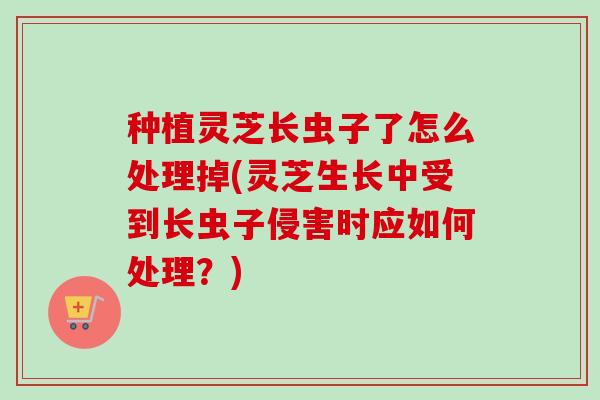 种植灵芝长虫子了怎么处理掉(灵芝生长中受到长虫子侵害时应如何处理？)