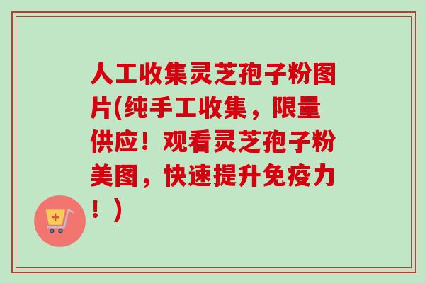 人工收集灵芝孢子粉图片(纯手工收集,限量供应!观看灵芝孢子粉美图,快速提升免疫力!) 人工收集灵芝孢子粉图片(纯手工收集,限量供应!观看灵芝孢子粉美图,快速提升免疫力!)